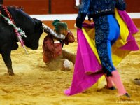 A forcado is hit in the head by the charging bull after he was unable to hold on at a bullfight in Figueira da Foz, Portugal.  The forcados are a group of 8 men with a leader who attempts to grab the charging bull by the horns without being bucked off.  A successfull 'pega' is accomplished by the lead 'forcado' staying on the bull until the rest of his team control the beast.  The lead forcado will attempt the grab as many times as it takes, or unless he is injured (at which point one of the other Forcados will take over).  PETER PEREIRA